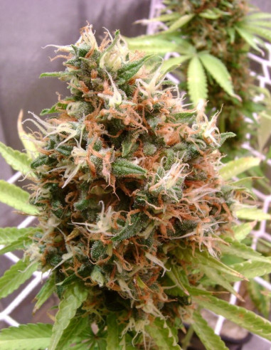 Cindy 99 Feminized (Gnomes Seeds)-Gnomes Seeds-GnomesGarden