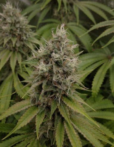 Black Demon OG Feminizowane (Gnomes Seeds)