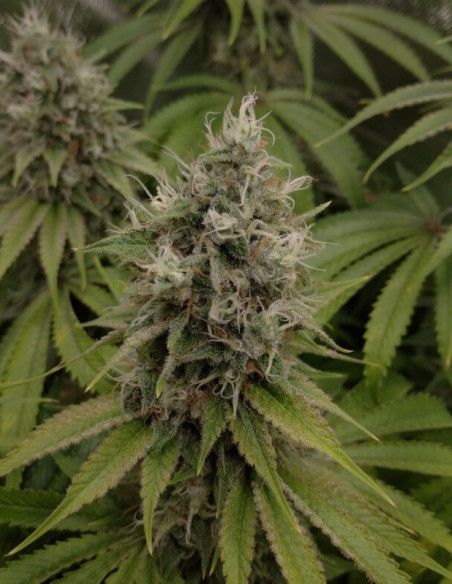 Black Demon OG Feminisiert (Gnomes Seeds)-Gnomes Seeds-GnomesGarden