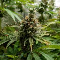 Black Princess Feminizowana (Gnomes Seeds)