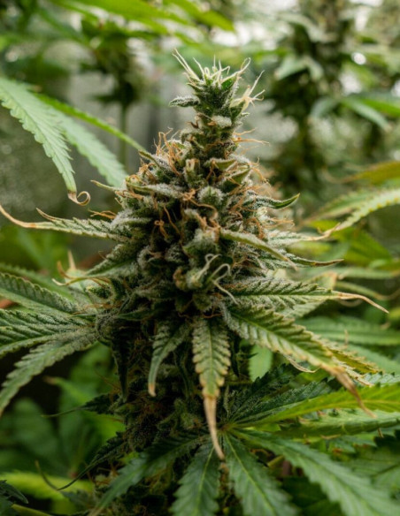 Black Princess Feminized (Gnomes Seeds)-Gnomes Seeds-GnomesGarden