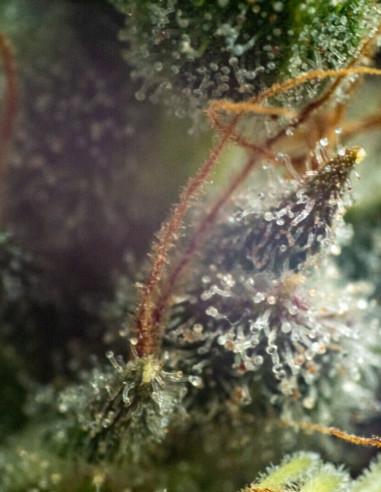 Black Princess Feminizovana (Gnomes Seeds)-Gnomes Seeds-GnomesGarden