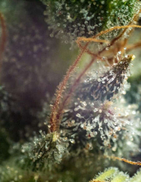 Black Princess Feminized (Gnomes Seeds)-Gnomes Seeds-GnomesGarden