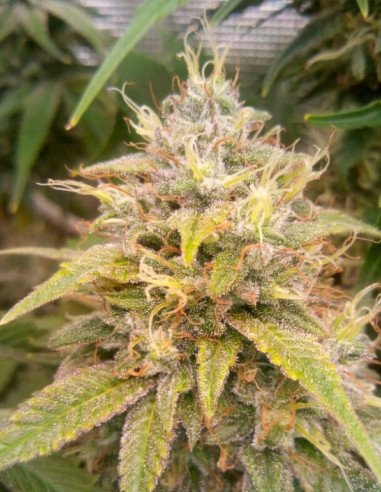 Chemdog  Feminizowane (Gnomes Seeds)