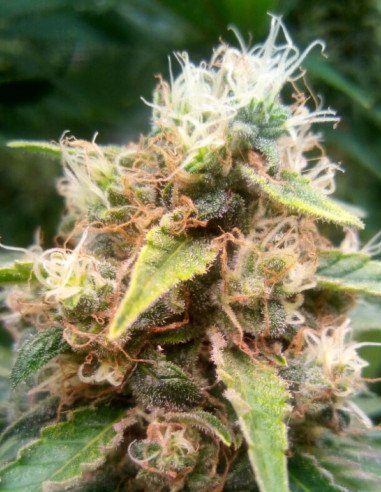 Chocolope x White Russian Feminisiert (Gnomes Seeds)