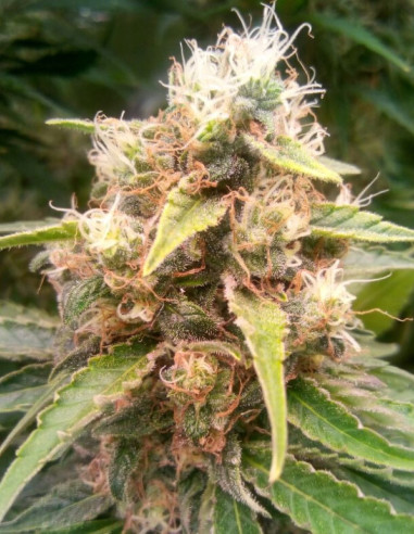 Chocolope x White Russian Feminizowane (Gnomes Seeds)-Gnomes Seeds-GnomesGarden