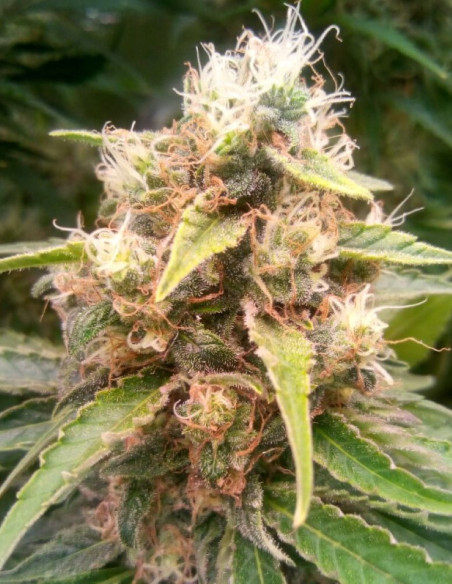 Chocolope x White Russian Feminizowane (Gnomes Seeds)-Gnomes Seeds-GnomesGarden