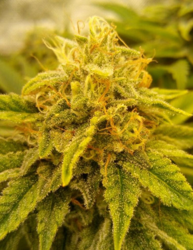 Gorilla Glue Feminisiert (Gnomes Seeds)-Sorte der Woche -50%-GnomesGarden