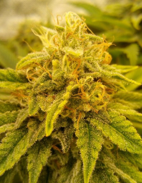 Gorilla Glue Feminisiert (Gnomes Seeds)-Sorte der Woche -50%-GnomesGarden