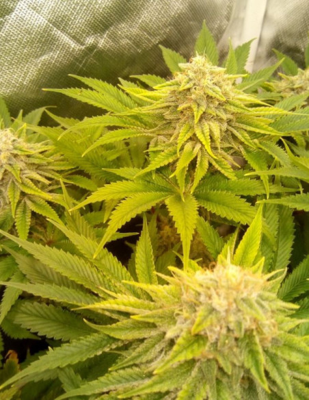 Gorilla Glue Feminisiert (Gnomes Seeds)-Sorte der Woche -50%-GnomesGarden