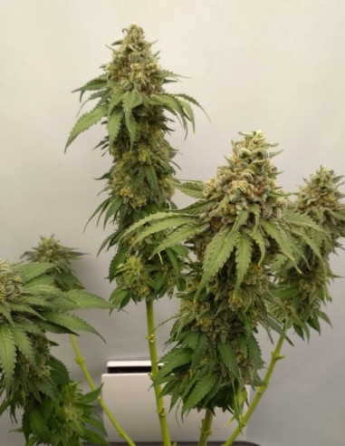 Bruce Banner Feminizado (Gnomes Seeds)-Gnomes Seeds-GnomesGarden