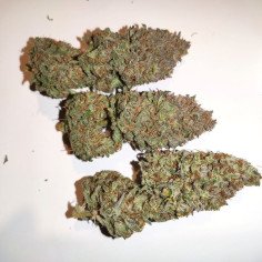 Tropicana Cookies Purple Feminizowane (Gnomes Seeds)