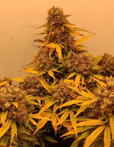 Auto Zkittlez Feminized (Gnomes Seeds)-Gnomes Seeds-GnomesGarden