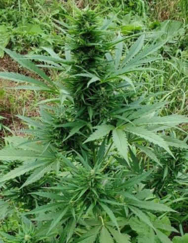 Auto AK 47 Feminizowane (Gnomes Seeds)-Gnomes Seeds-GnomesGarden