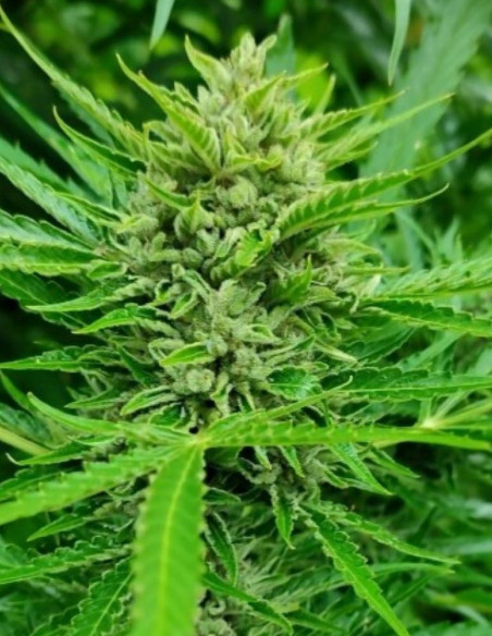 Auto AK 47 Feminizowane (Gnomes Seeds)-Gnomes Seeds-GnomesGarden