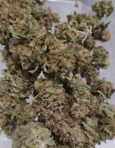 Bruce Banner x Chocolope Feminizowane (Gnomes Seeds)