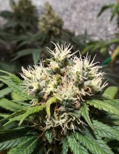 CBD Early Harlequin Kimbo Kush Feminized (Gnomes Seeds)