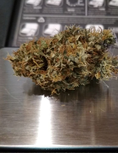 CBD Early Harlequin Kimbo Kush Feminizowane (Gnomes Seeds)-Gnomes Seeds-GnomesGarden