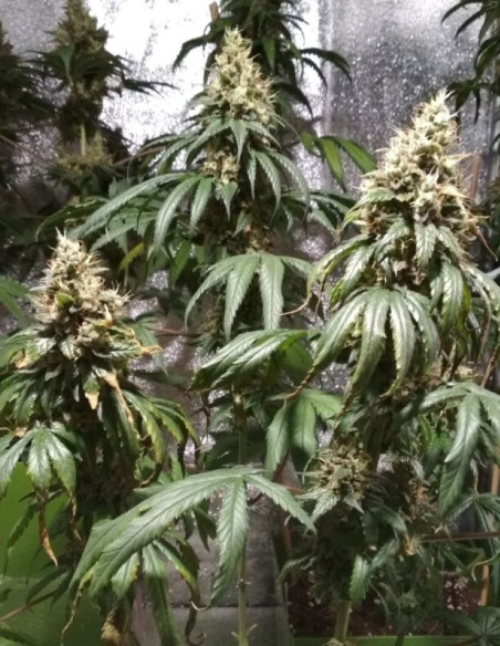 Citric Boom CBD Feminized (Gnomes Seeds)-Gnomes Seeds-GnomesGarden