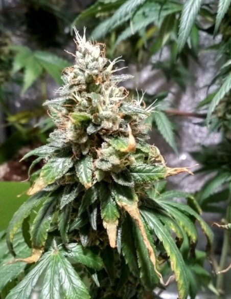 Citric Boom CBD Feminized (Gnomes Seeds)-Gnomes Seeds-GnomesGarden