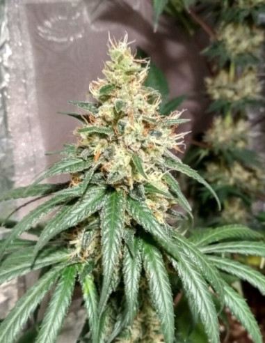 Citric Boom CBD Feminized (Gnomes Seeds)-Gnomes Seeds-GnomesGarden