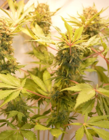 Chocolope Feminizowane (Gnomes Seeds)-Gnomes Seeds-GnomesGarden