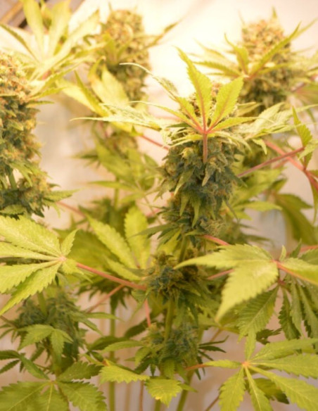 Chocolope Feminizovane (Gnomes Seeds)-Gnomes Seeds-GnomesGarden