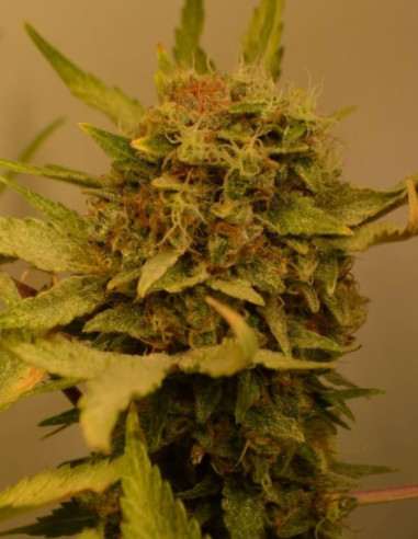 Chocolope Feminisiert (Gnomes Seeds)-Gnomes Seeds-GnomesGarden