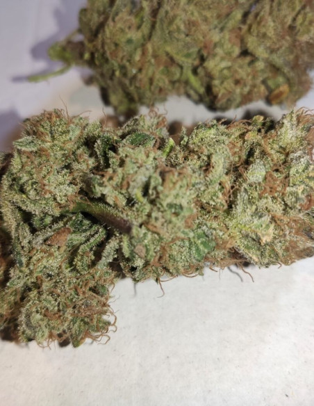 Strawberry Feminizowane (Gnomes Seeds)-Gnomes Seeds-GnomesGarden