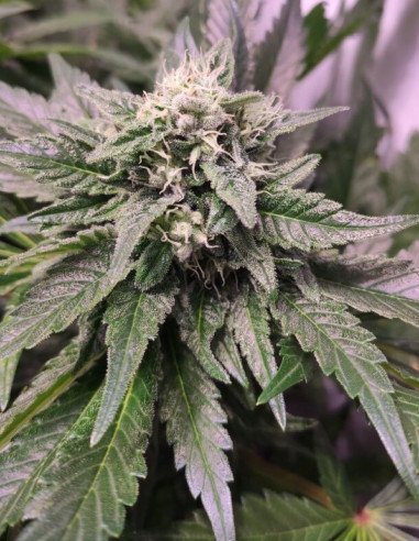 NYC Diesel Feminizowane (Gnomes Seeds)