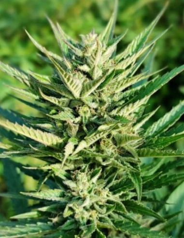 Auto AK 47 Feminizowane (Gnomes Seeds)-Gnomes Seeds-GnomesGarden