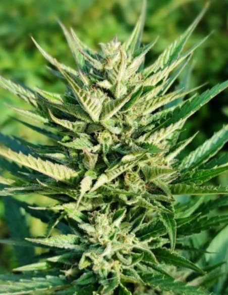 Auto AK 47 Feminizowane (Gnomes Seeds)-Gnomes Seeds-GnomesGarden