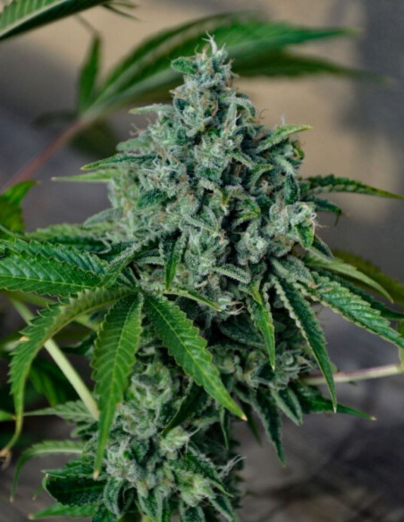 BlueBerry CheeseCake Feminizowane (Gnomes Seeds)-Gnomes Seeds-GnomesGarden