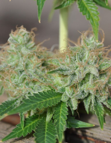 Gorilla Glue x Zkittlez Feminizovane (Gnomes Seeds)-Gnomes Seeds-GnomesGarden