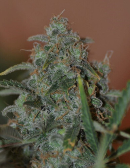 Gorilla Glue x Zkittlez Feminizovane (Gnomes Seeds)-Gnomes Seeds-GnomesGarden