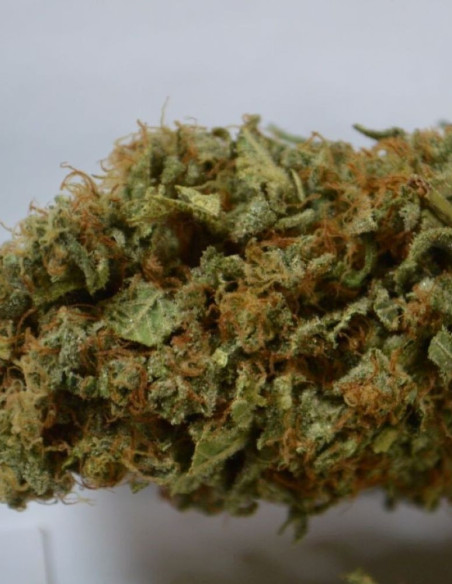Chocolope  Feminized (Gnomes Seeds)-Gnomes Seeds-GnomesGarden