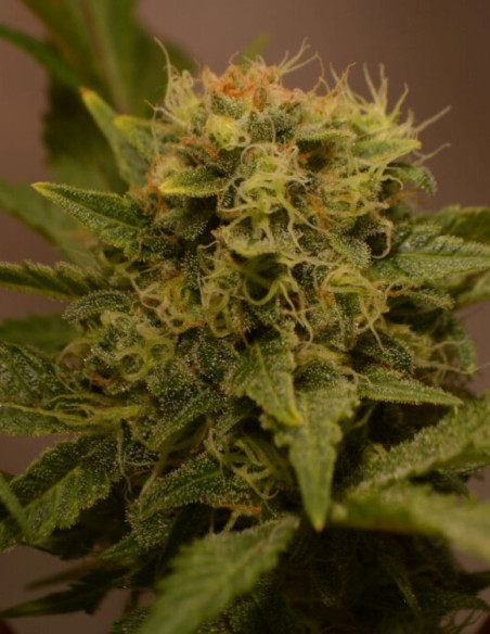 Chocolope Feminizowane (Gnomes Seeds)-Gnomes Seeds-GnomesGarden