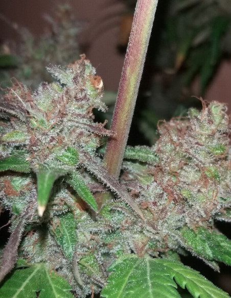 Grandaddy Black Feminizado (Gnomes Seeds)-Gnomes Seeds-GnomesGarden