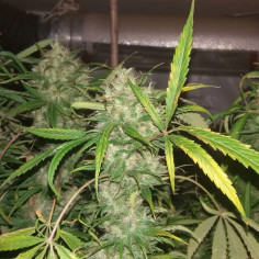 Original Lemon Pie Feminisiert (Gnomes Seeds)