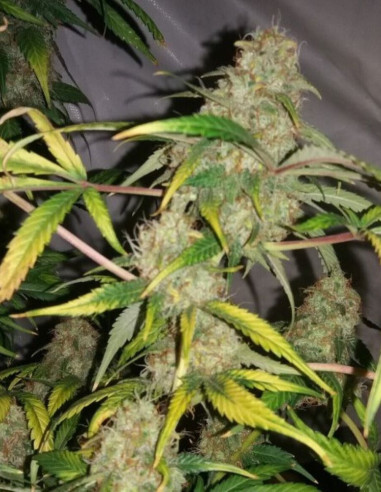 Super Skunk  Feminized (Gnomes Seeds)-Gnomes Seeds-GnomesGarden
