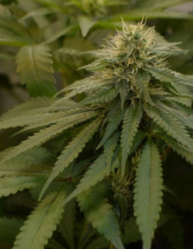 Wild Thailand Feminizovane  (Gnomes Seeds)-Gnomes Seeds-GnomesGarden