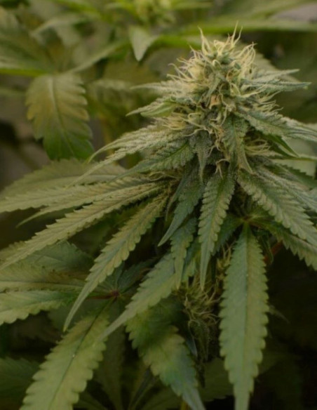 Wild Thailand Feminizovane  (Gnomes Seeds)-Gnomes Seeds-GnomesGarden