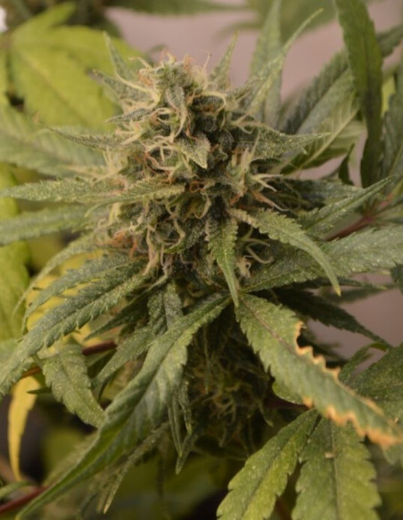 Wild Thailand Feminizovane  (Gnomes Seeds)-Gnomes Seeds-GnomesGarden