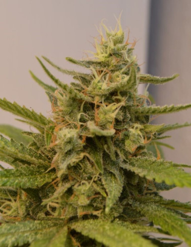 Wild Thailand Feminizovane  (Gnomes Seeds)-Gnomes Seeds-GnomesGarden