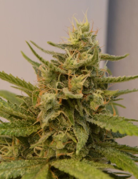 Wild Thailand Feminizovane  (Gnomes Seeds)-Gnomes Seeds-GnomesGarden