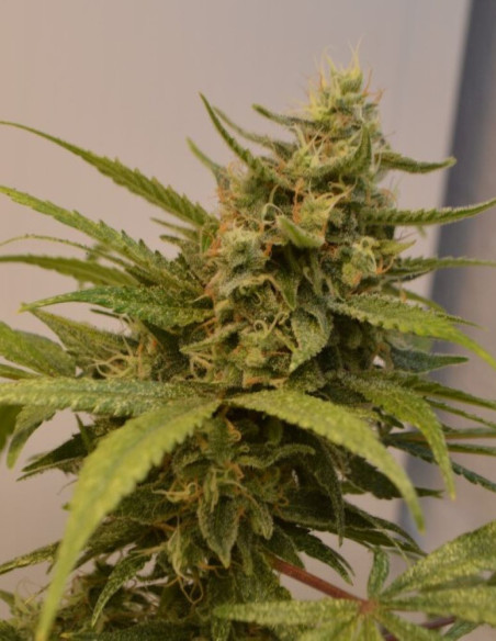 Wild Thailand Feminizovane  (Gnomes Seeds)-Gnomes Seeds-GnomesGarden