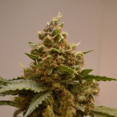 Bruce Banner x White Russian Feminizowane (Gnomes Seeds)