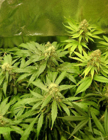 Super Skunk  Feminized (Gnomes Seeds)-Gnomes Seeds-GnomesGarden
