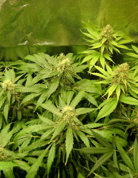 Super Skunk  Feminized (Gnomes Seeds)-Gnomes Seeds-GnomesGarden