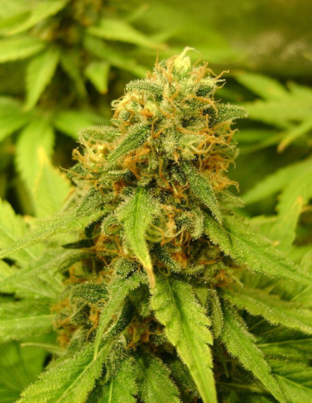 Super Skunk  Feminized (Gnomes Seeds)-Gnomes Seeds-GnomesGarden
